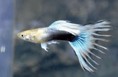Ikan Guppy Crowntail Ikan Guppy Crowntail