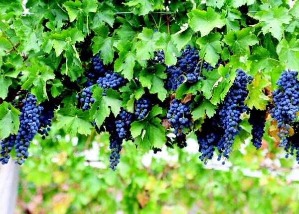 struguri vita de vie