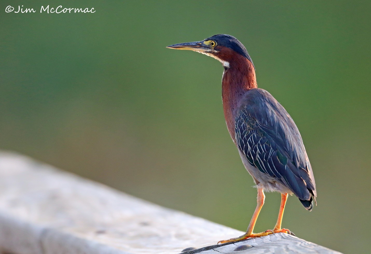 Ohio Birds and Biodiversity: The amazing Green Heron