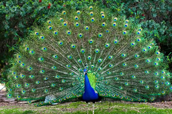 WILD LIFE: Peacock