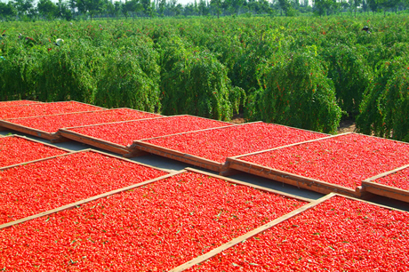 Kurt Üzümü goji berry