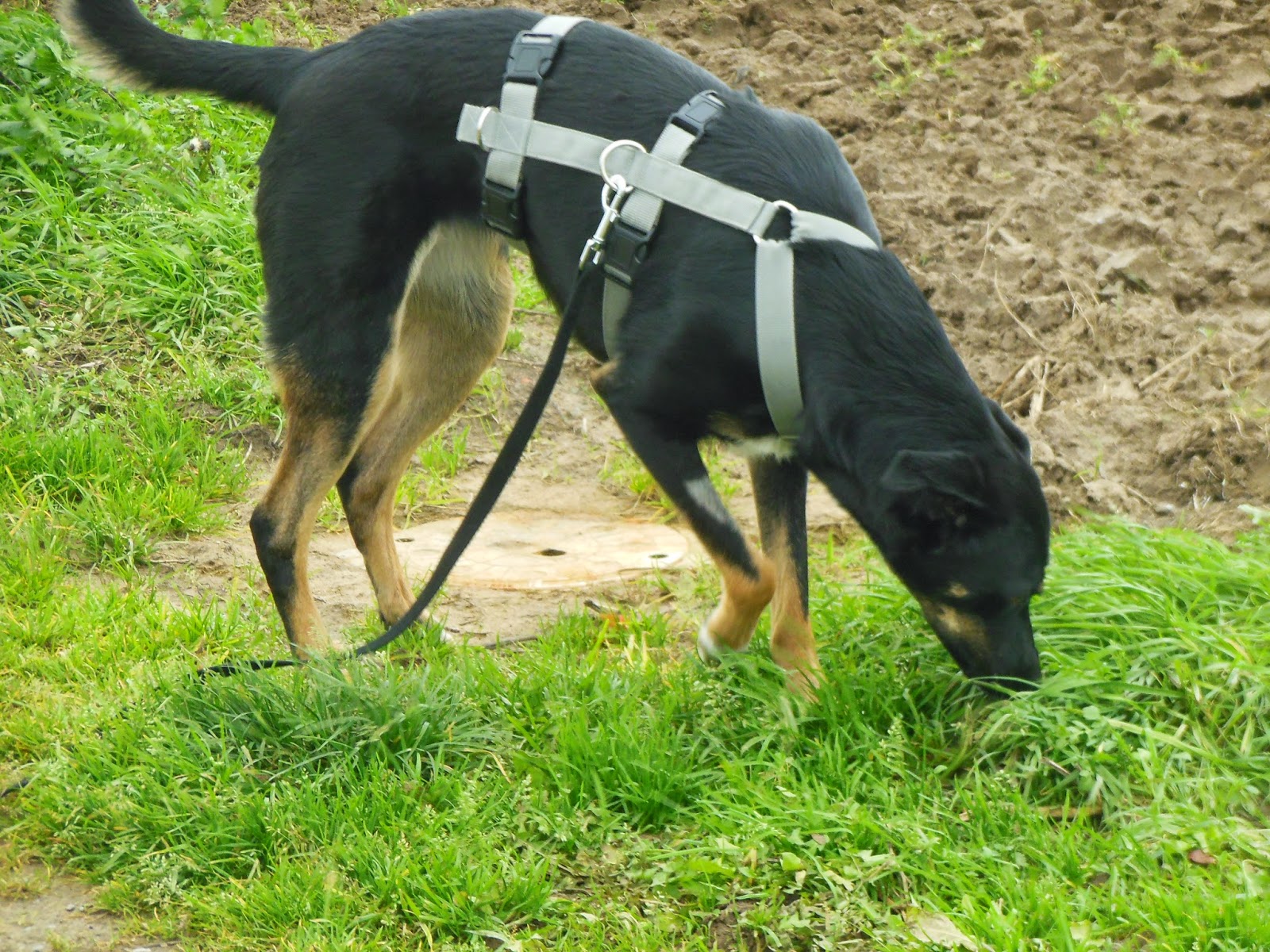 pflegestelle_hund — Der Hundeblog