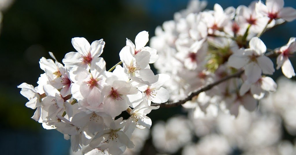 Cherry Blossom Festival Calendar of Events 2024 in Japan