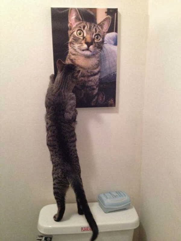 Funny cats - part 83 (40 pics + 10 gifs), cat pics, cat sees a picture of himself