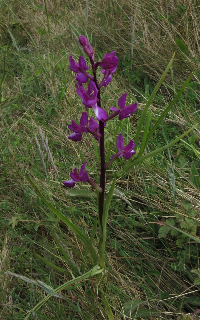 orchidée à fleurs lâches orchidée à fleurs lâches