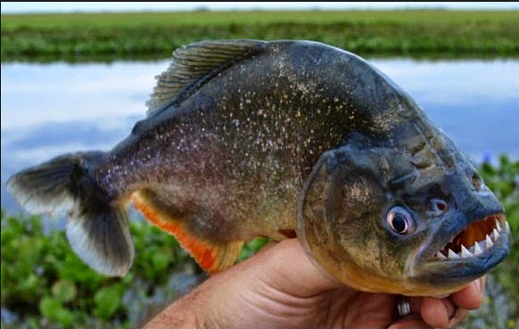 Ini Dia Ganasnya Ikan Piranha yang Makan Manusia 