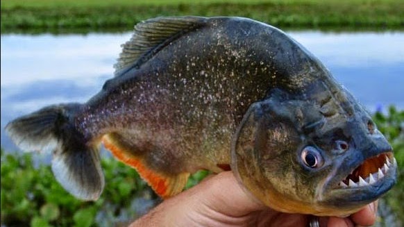 Ini Dia Ganasnya Ikan Piranha yang Makan Manusia