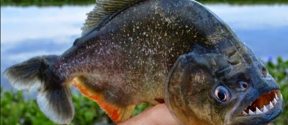 Ini Dia Ganasnya Ikan Piranha yang Makan Manusia