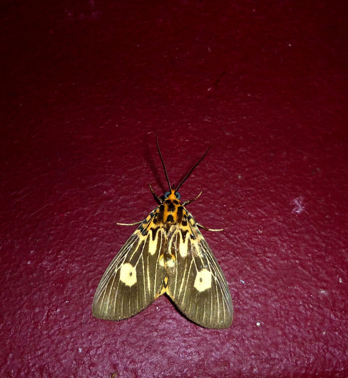 Two-spots Tiger Moth