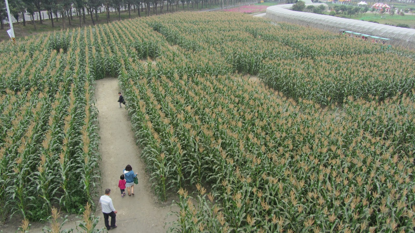 Estudiando Agricultura en Taiwán: Laberinto de maíz