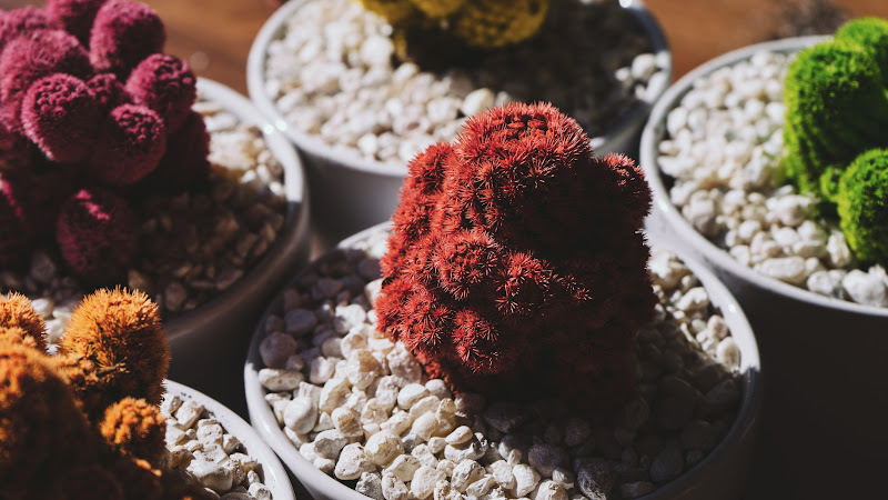 Ornamental Cactus