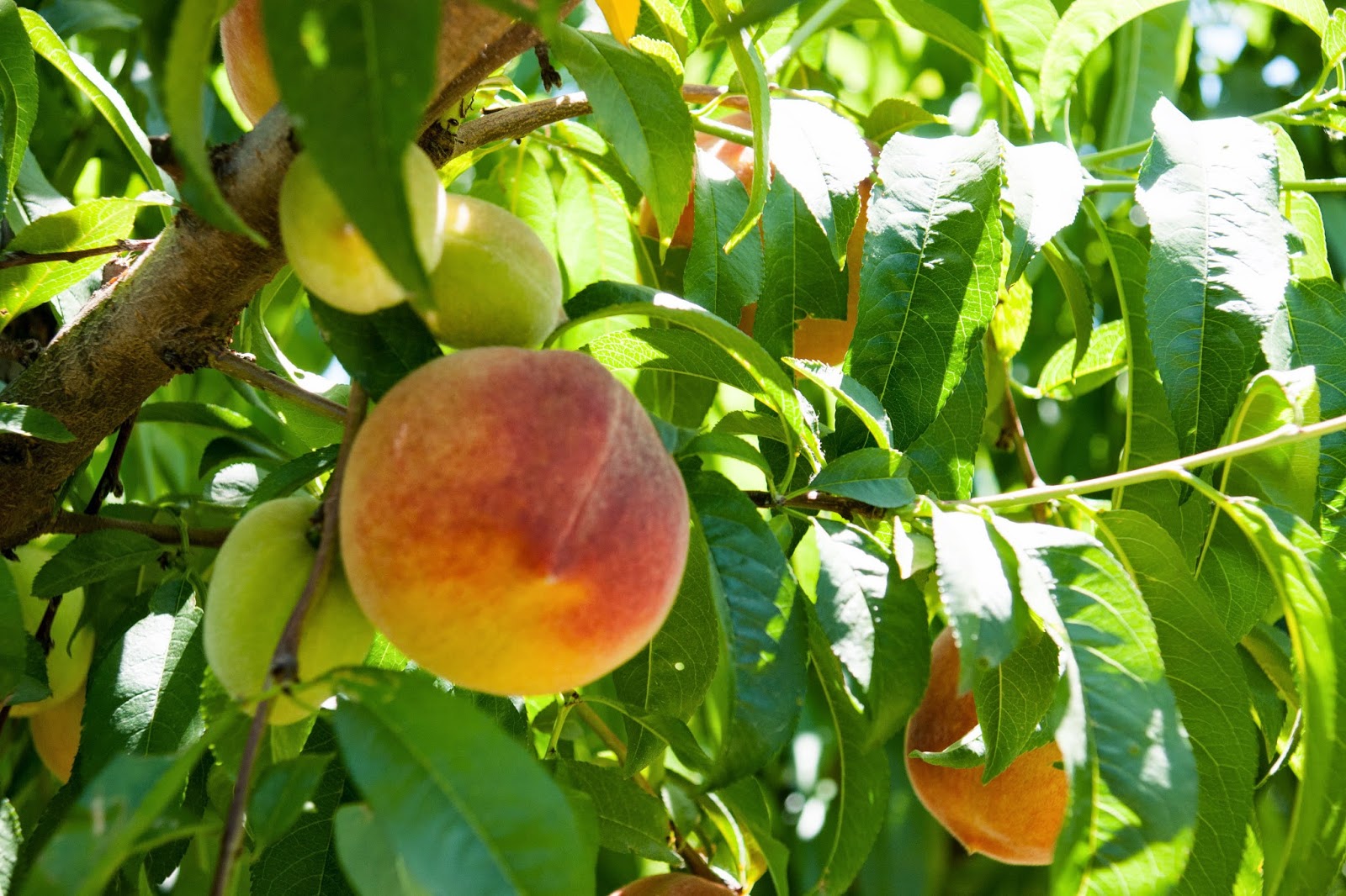 Weekend Chronicle -- World Wide!: Fruits Picking in Brentwood / CA, USA