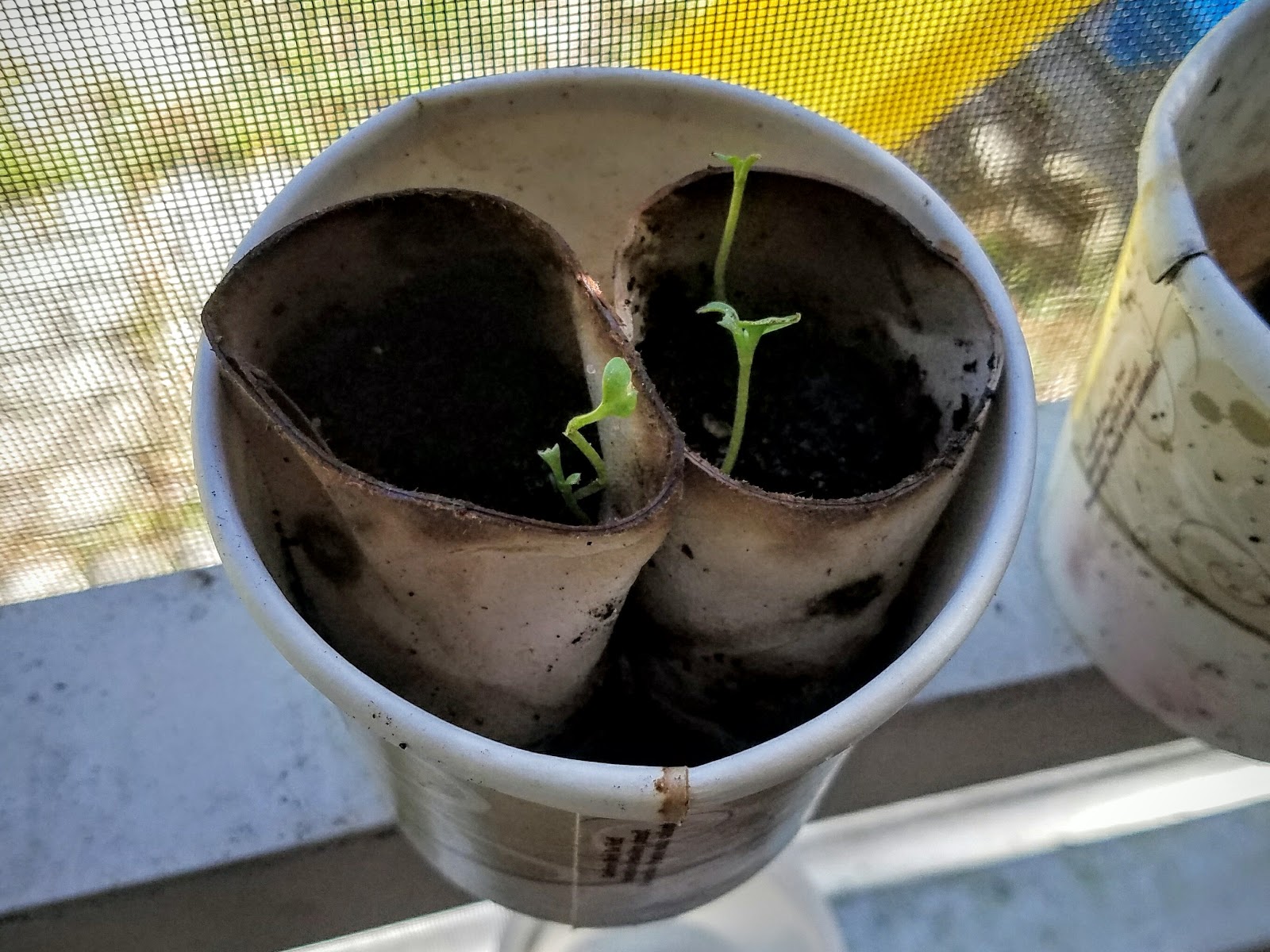Toilet Paper Roll Planters