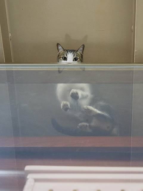 Коты в гонконгских магазинах