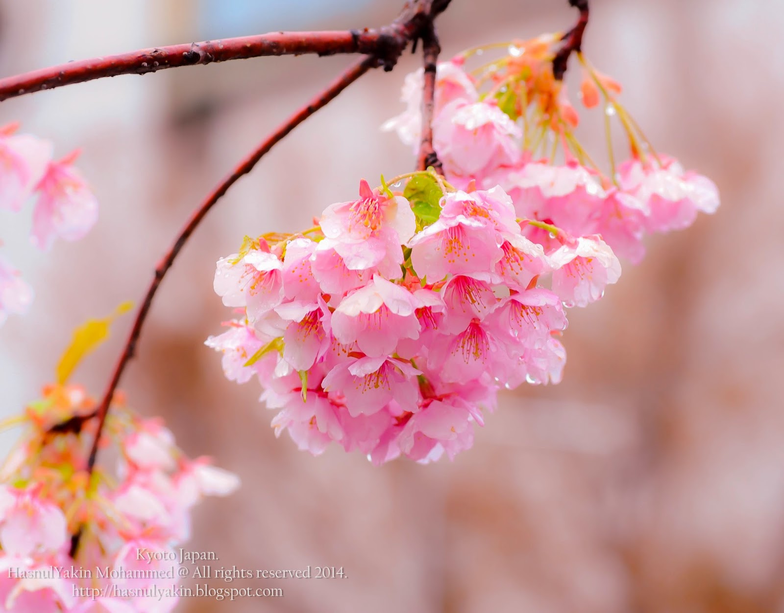 Langkawi Ink Com Preview Musim Bunga  Sakura  Di Kyoto 