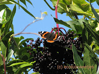 Rottend fruit voor vlinders: rotte en overrijpe appels en vooral pruimen en peren zijn ideaal