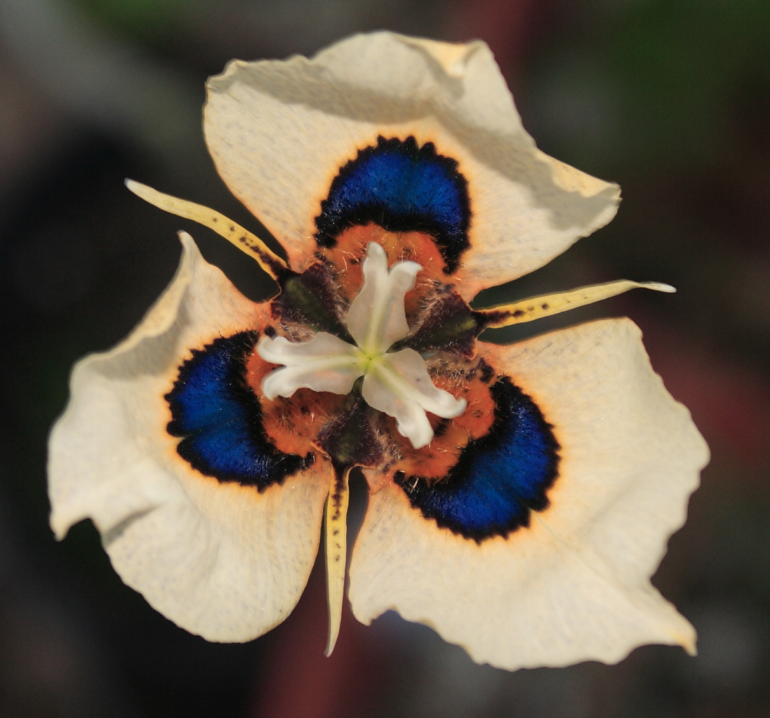 World of Irises The Peacock Flowers