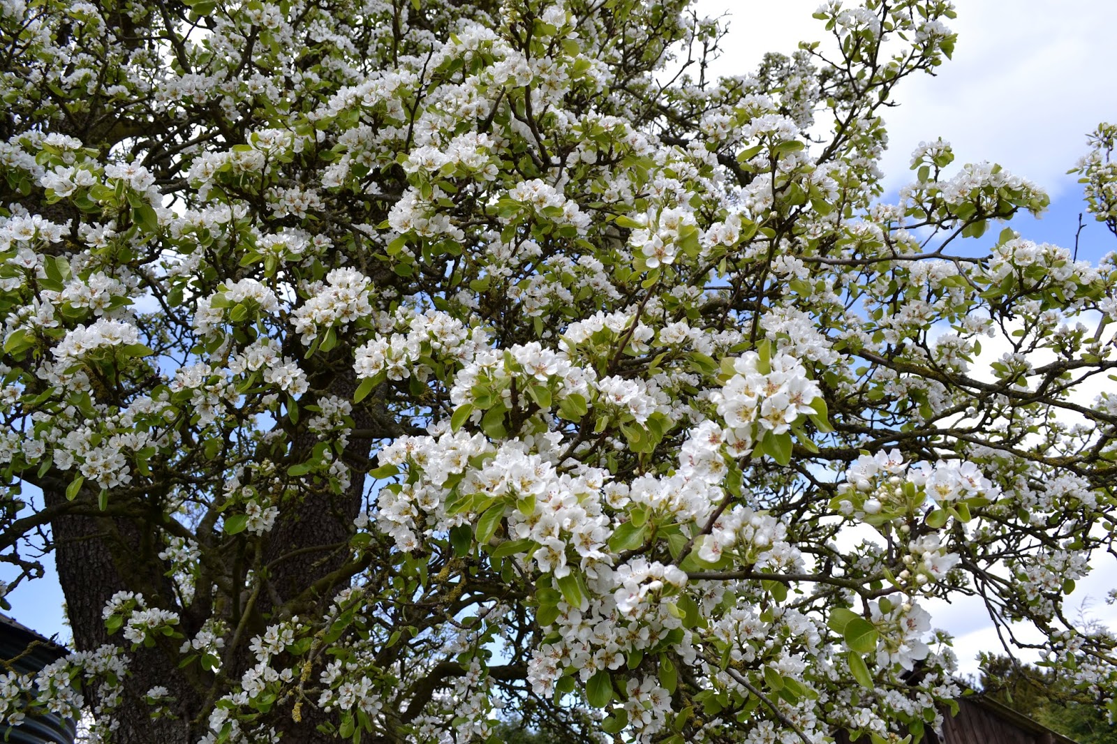 Today Around Coventry: Blossoms