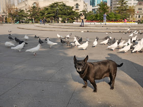 small dog standing next to many pigeons at Zhongshan Square in Dalian, China