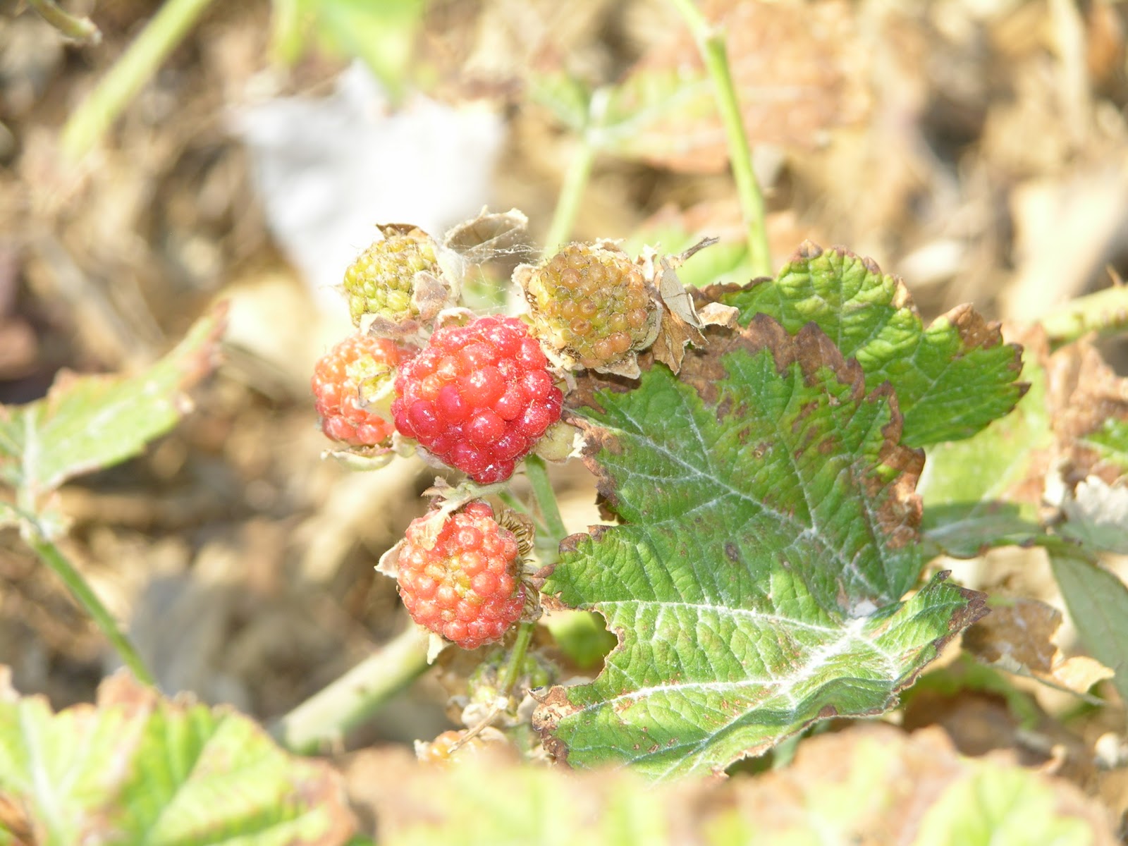 Xtremehorticulture of the Desert You Can Grow SOME Berries in the Mojave Desert