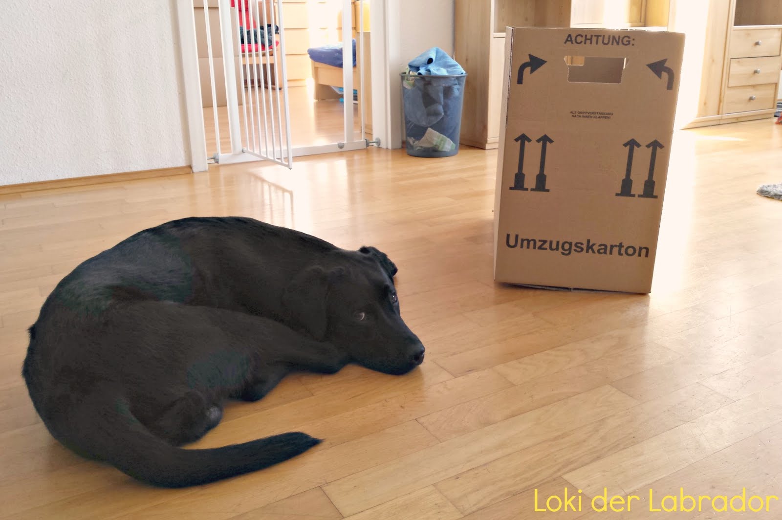 Stressfreier Umzug mit Hund Loki mit Umzugskartons