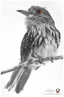 White-whiskered Puffbird (Malacoptila panamensis)