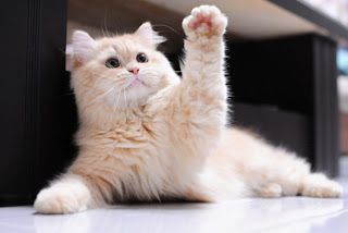 Funny Cat Raises Paw