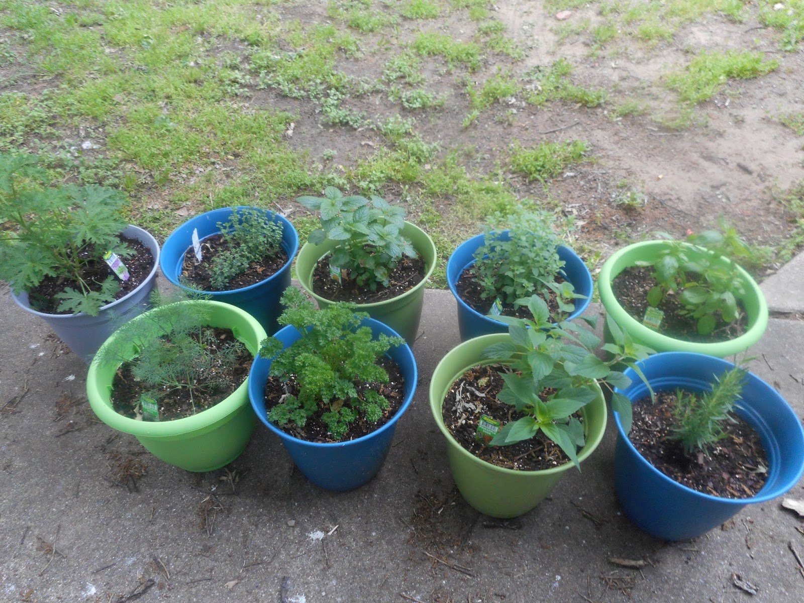 How to Cut Herbs for Cooking