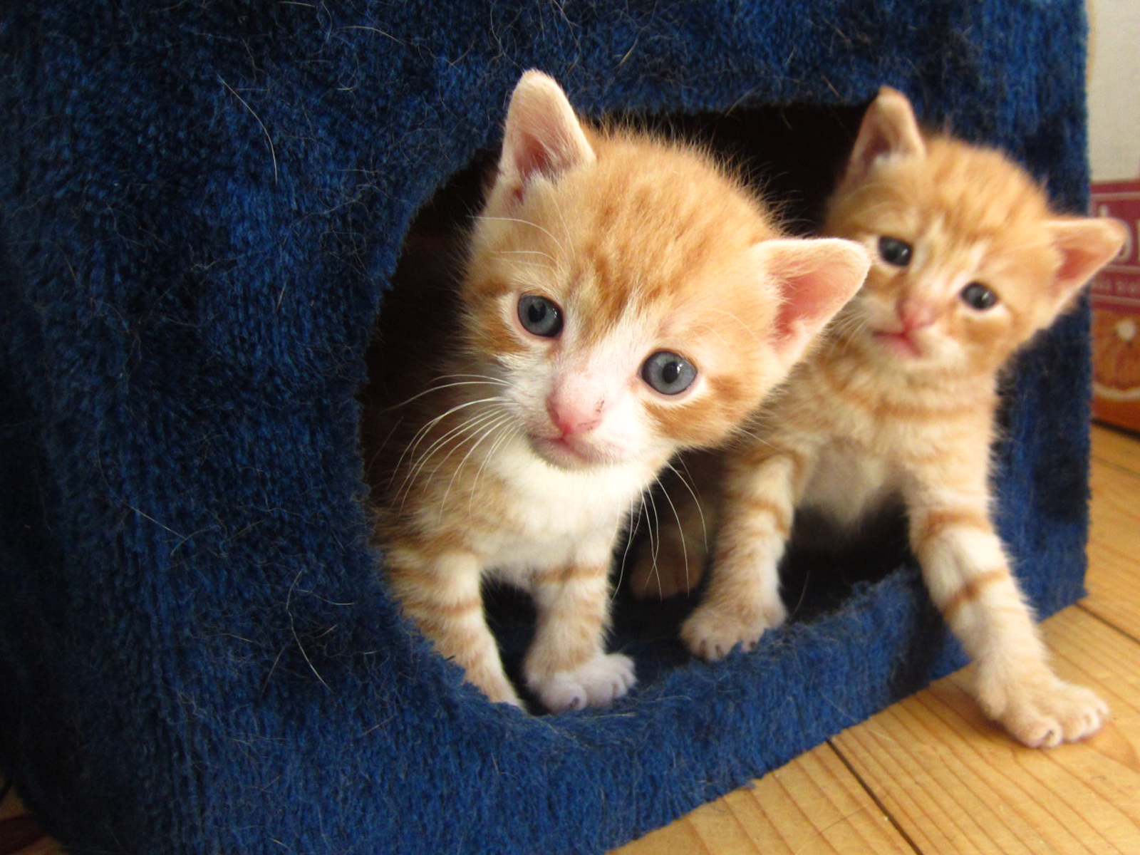 von Wien: Babykatzen