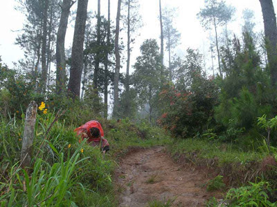 pinus,kenjuran,gunung prau