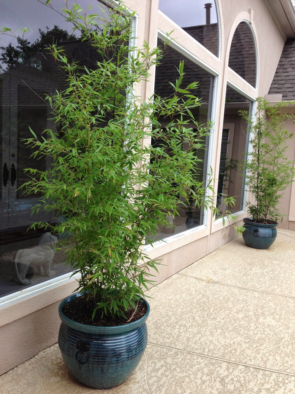 Life According to Planting Running Black Bamboo in Pots!