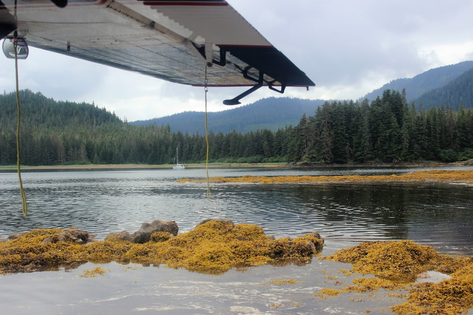 Souvenir Chronicles ALASKA! GRIZZLY BEAR WATCHING ON CHICHAGOF ISLAND
