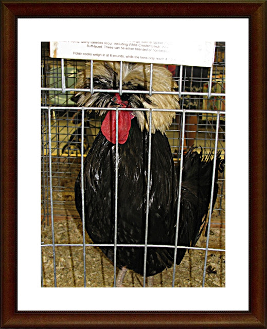 Applestone Cottage Brightening our living room with paint and Rooster