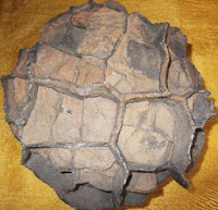Salah satu contoh batu dari septrian noudles