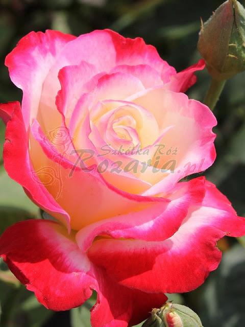 DOUBLE DELIGHT pienny