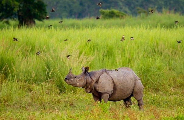 Rhinoceros at Kaziranga National Park (photo - Nassif Ahmed) 