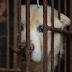 Taiwan Is The First Asian Country To Ban Eating Dogs And Cats