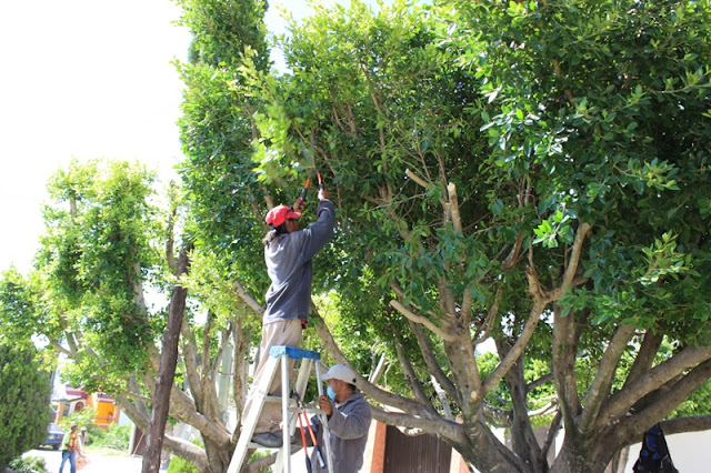 podando-arboles-en-frac-las-campanas.jpg