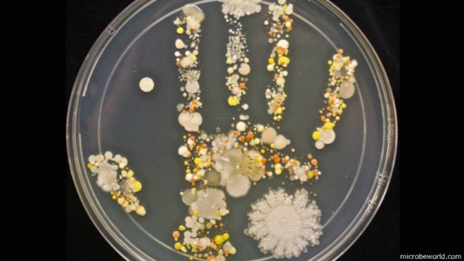 cultivos de bacterias En microbiología, un cultivo es un método para la multiplicación de microorga