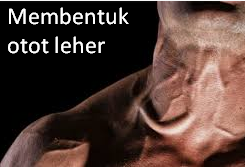 Cara Latihan Menguatkan Otot Leher yang Benar