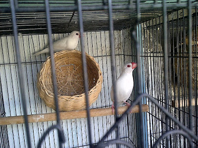 jual gould amadine jual gould amadine