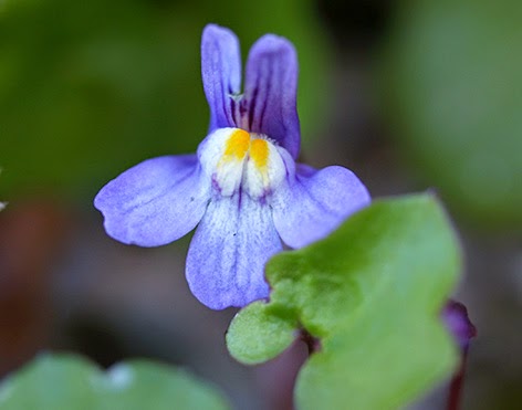 Cimbalaria (Cymbalaria muralis) flor silvestre azul