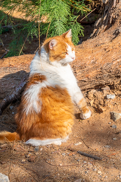 Cats of Greece - cats are commonplace in Greece. They are well taken care of by the community and very friendly. You can even pet them if you wish! Here are some of the cats we found in Poros, Epidavros, Náfplio, and Hydra. #cats #travel #greece #europe Cats of Greece - cats are commonplace in Greece. They are well taken care of by the community and very friendly. You can even pet them if you wish! Here are some of the cats we found in Poros, Epidavros, Náfplio, and Hydra. #cats #travel #greece #europe