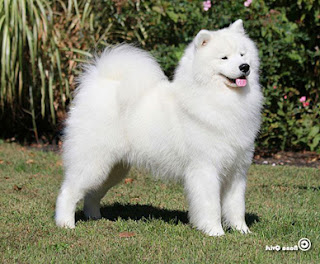 samoyed westminster dog show