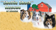 Sheltie Shack