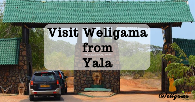 How to visit Weligama from Yala