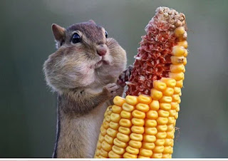 Ektrim! Inilah 19 Cara Hewan Makan Yang Bikin Kamu Takjub dan Senyum-Senyum Sendiri Ektrim! Inilah 19 Cara Hewan Makan Yang Bikin Kamu Takjub dan Senyum-Senyum Sendiri