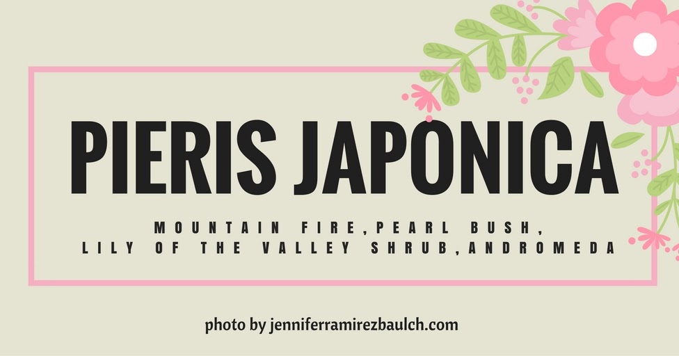 Seattle Garden Ideas Pieris Japonica