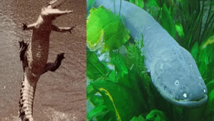 شاهد بالفيديو ثعبان البحر الكهربائى يصعق تمساح بـ 650 فولت ويقتله