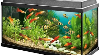 Cara Memelihara Ikan Hias Air Tawar, Laut di Akuarium Cara Memelihara Ikan Hias Air Tawar, Laut di Akuarium